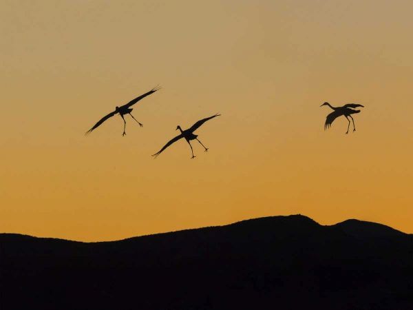 New Mexico Sandhill cranes landing at sunset